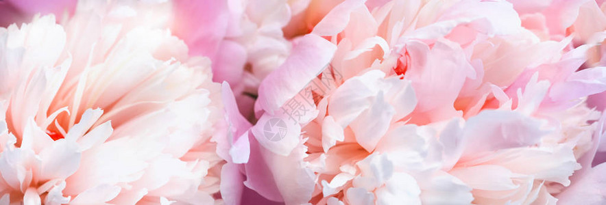 无焦点模糊的粉红小马花瓣抽象浪漫背景图片