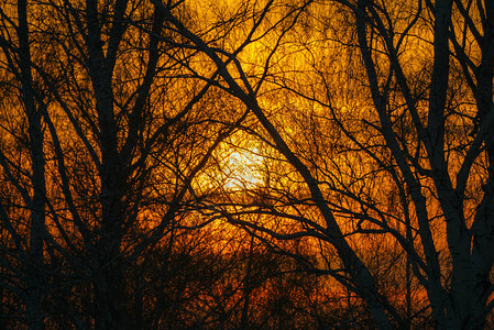 阳光透过树枝照耀树枝后面阳光的温暖抽象大气图像树木的背景图片