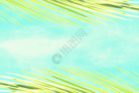 棕榈树黄枝蓝天视图的概要背景Bl图片
