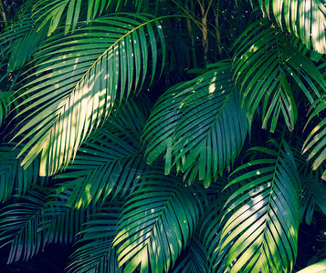 叶子抽象棕榈热带叶子五颜六色的花在黑暗的热带叶子自然背景深图片