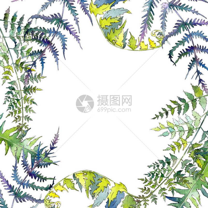 蕨绿叶植物园花卉叶子水彩背景插图集水彩画时尚水彩画孤立框架图片