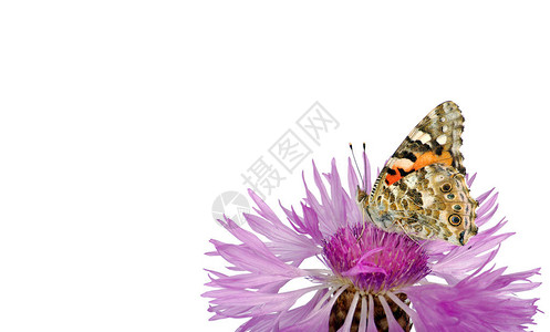 一朵花上的蝴蝶美丽的蝴蝶画女士图片