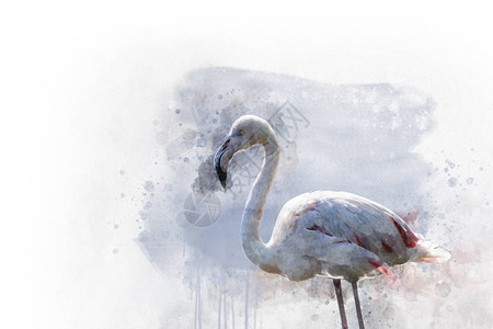 水彩画Flamingo野生动图片