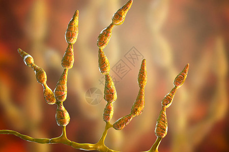 藏族梗3D插图链格孢是植物病害的病原体设计图片