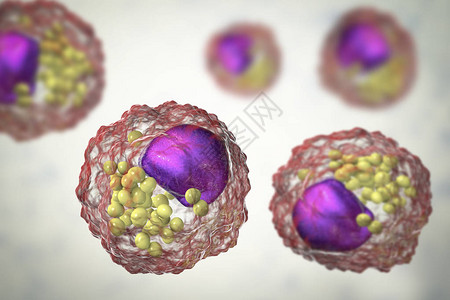 脂蛋白泡沫电池含有脂液滴的大型细胞设计图片