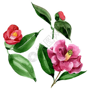 红色山茶花植物花野生春叶野花水彩背景插图集水彩画时尚水彩画孤立的图片