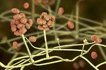 菌丝体会导致霉菌中毒慢疲劳过敏疾病和其他健康问题设计图片