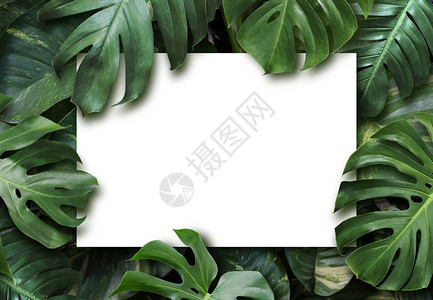 热带树叶和空白图片