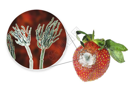 双孢子属含有霉菌的草莓设计图片