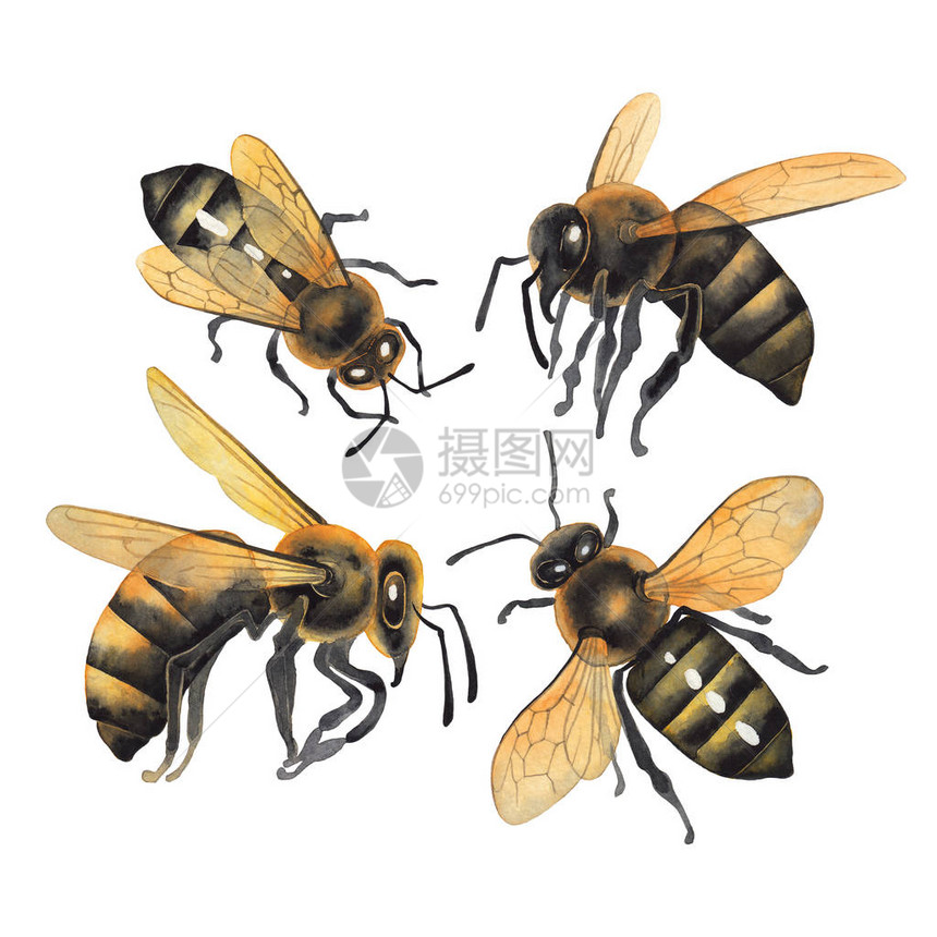 收集了四只在白色背景上隔离的水彩蜜蜂顶面和侧面视图手画符图片