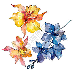兰花卉植物花孤立的野生春叶野花水彩背景插图集水彩画时尚水彩画孤立的图片