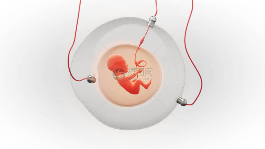 人工孕囊中胎儿发育的概念图图片