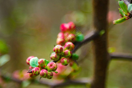 春天花园里的粉红色花朵和心春天盛开的樱花树枝上模糊的自然抽象背景春天图片