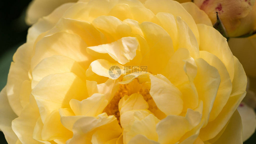 黄色玫瑰的紧贴无焦点的模糊黄色玫瑰花瓣抽象浪漫背景图片