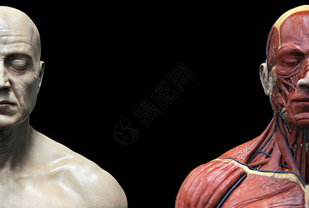 男肌结构的人体解剖图片