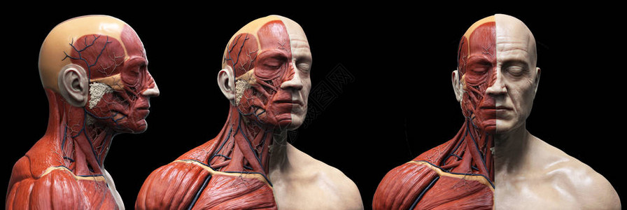 男肌肉结构的人体解剖前视界观点和视角观点图片
