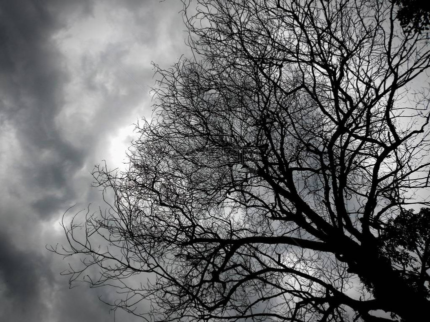树木剪影像抽象裂缝从下面到黑白颜色的天空极简主义概念光秃的图片