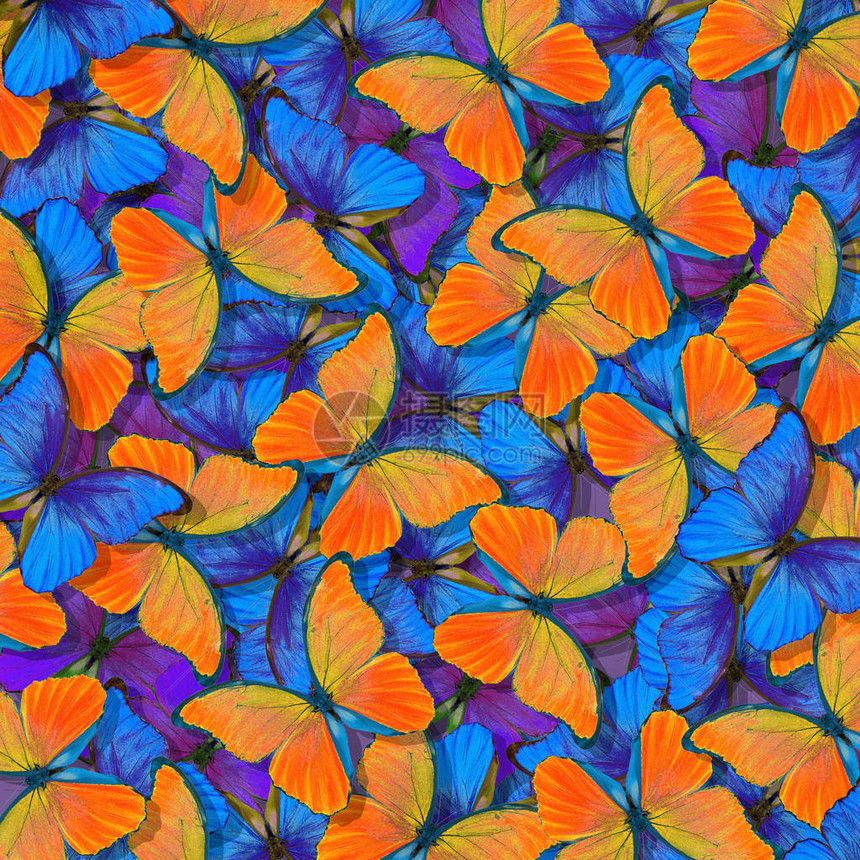 黄蝴蝶纹理背景蓝色和橙色自然抽象背景飞行中的蝴图片