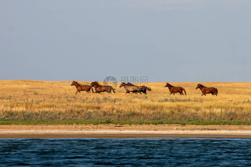 野马沿着河岸的草原驰骋在一个阳光明媚的夏日拍摄的照片这些野马生活在俄罗斯南部一个特别受保护的自然区图片