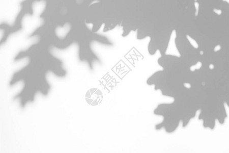 相片的重叠效果橡树叶在白墙上的灰色阴影抽象中概念模糊了背景图片