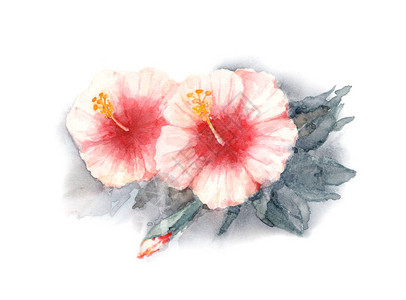 沙龙玫瑰芙蓉花两朵红白相间白色背景上的玫瑰锦葵布图片