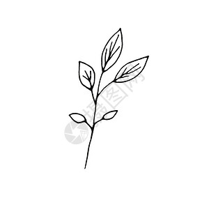 手画墨水植物图解野生树枝图片