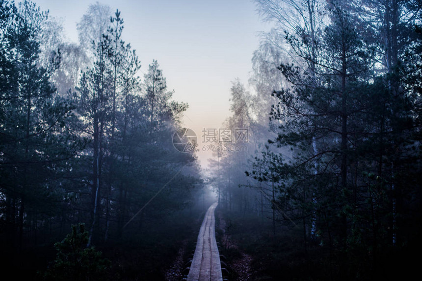 一片森林地貌清晨的紫雾和阳光在松树图片