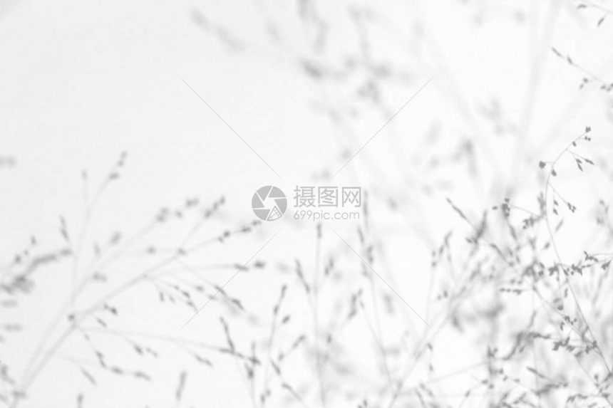 照片的叠加效果白墙上精致草的灰色阴影抽象的中自然概念背景文本的空间图片