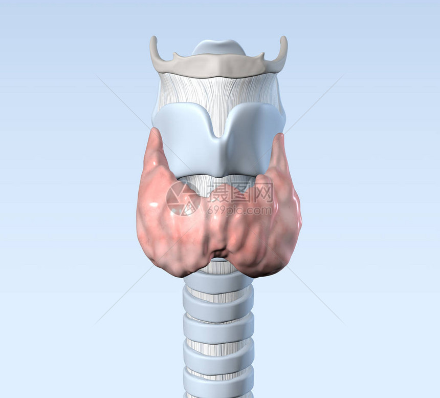 甲状腺有气管甲状腺软骨胸图片