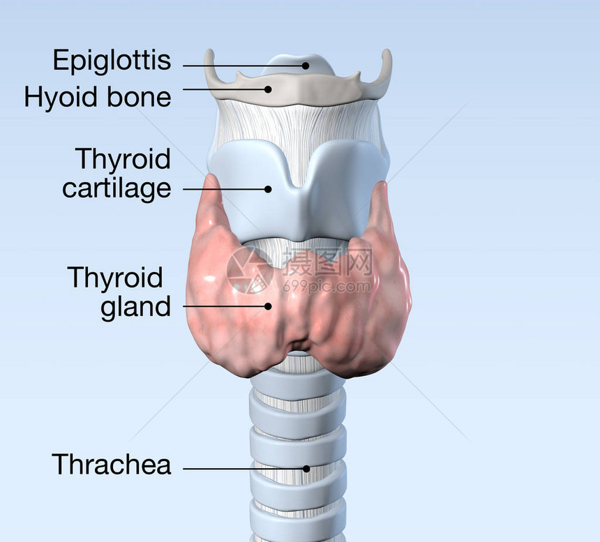 甲状腺有气管甲状腺软骨胸图片