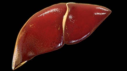 肝功能衰竭人类肝脏3d数字插图设计图片