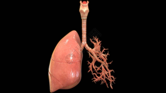 黑色背景下人肺的3D插图图片