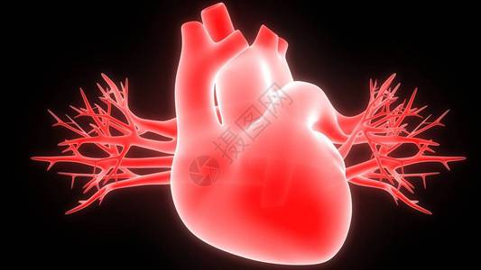 人的心脏和静脉数字例证图片