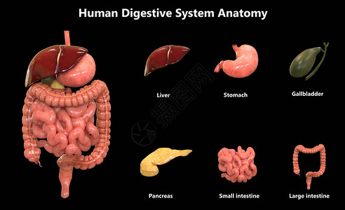 人体器官系统解剖学的3D插图背景图片