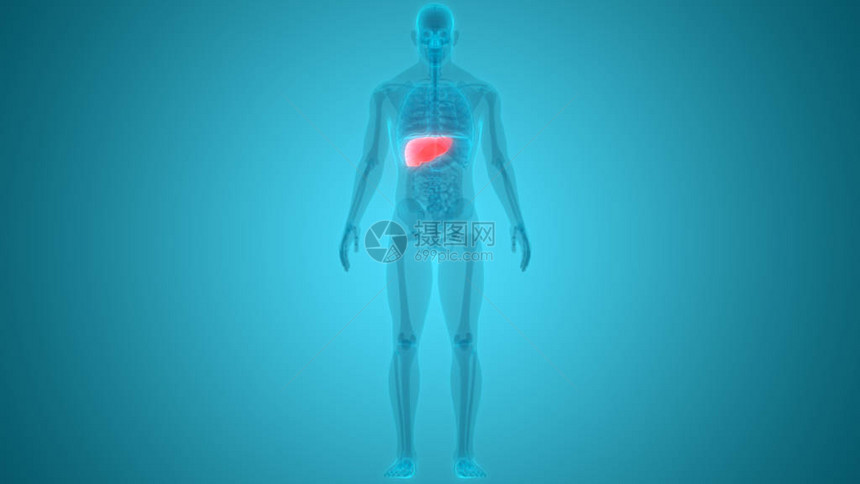 人体器官系统解剖学的3D插图图片