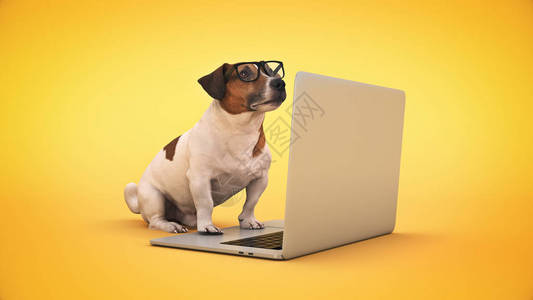 八哥宠物狗使用笔记本电脑的商业概念宠物狗3d渲染设计图片