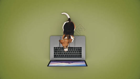 八哥宠物狗使用笔记本电脑的商业概念宠物狗3d渲染设计图片