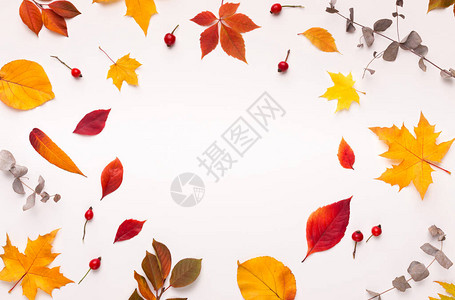 彩色落下的叶子形成白背景复制空间图片