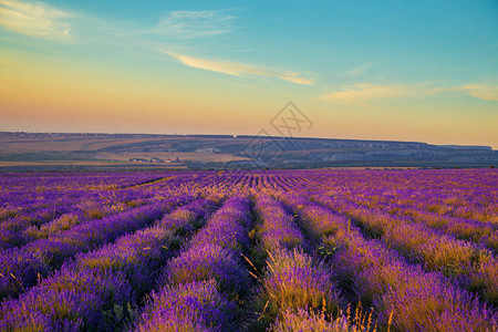 日落时的紫色田地美丽的夏季风景天然化妆品芳图片