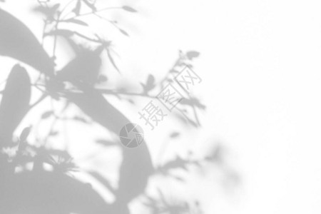 白瓦风铃照片的叠加效果精致的花朵和叶子在白墙上的灰色阴影抽象的中自然概念背景文本的空间插画