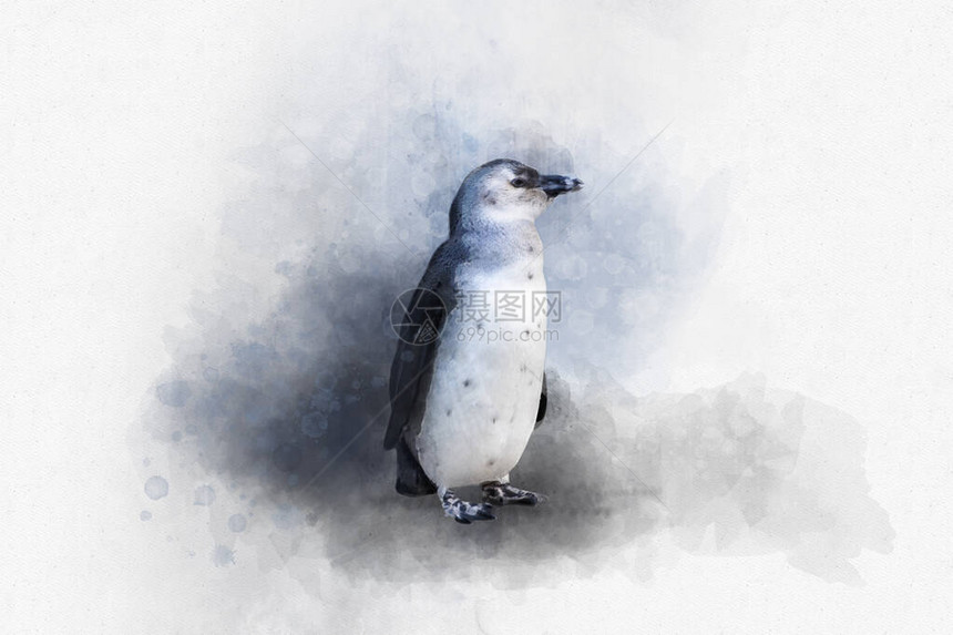 鸟类插图单麦哲伦企鹅的水彩画图片