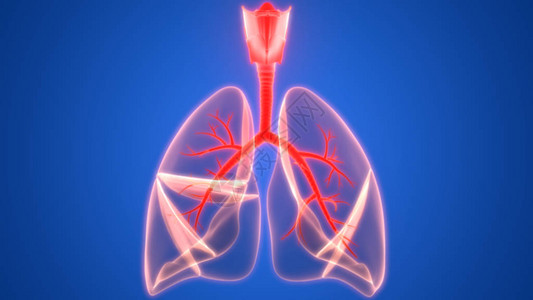 3D人体呼吸系统图片