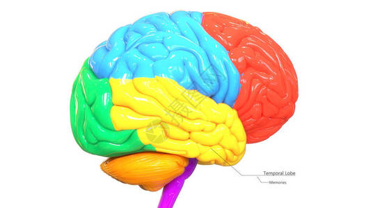 3D人类神经系统中央器官脑细胞图片