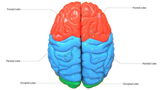 3D人类神经系统中央器官脑垂体解剖图片
