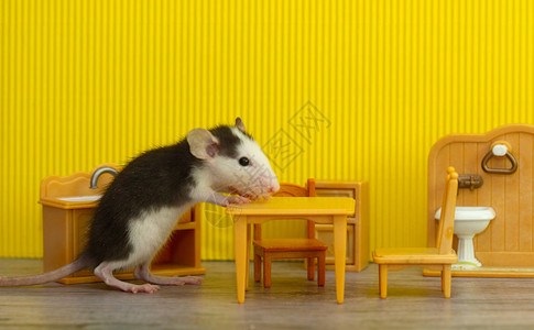 老鼠咬过在儿童玩具室内装饰的灰鼠小灰老鼠咬起奶酪大鼠是20插画