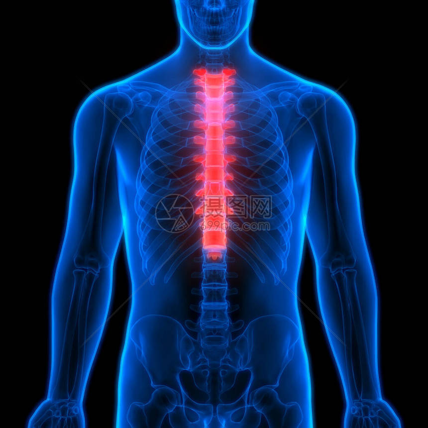 人类骨质素活球列解剖ThoracicSpone3图片