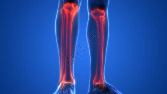 人体骨联合疼痛脚关节和骨头3图片