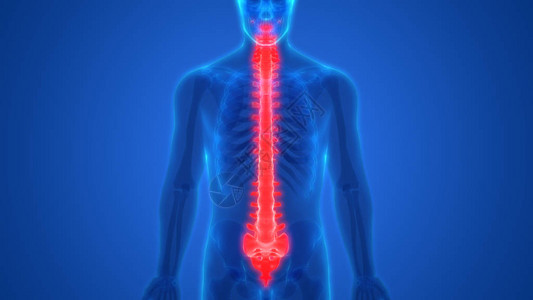 音谱线人体骨骼系统解剖学活谱列3设计图片