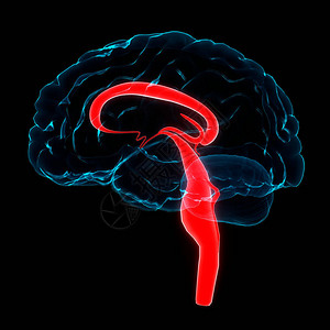 人类神经系统脑解剖中央器官3图片