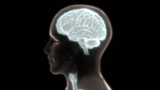 人脑解剖插图图片